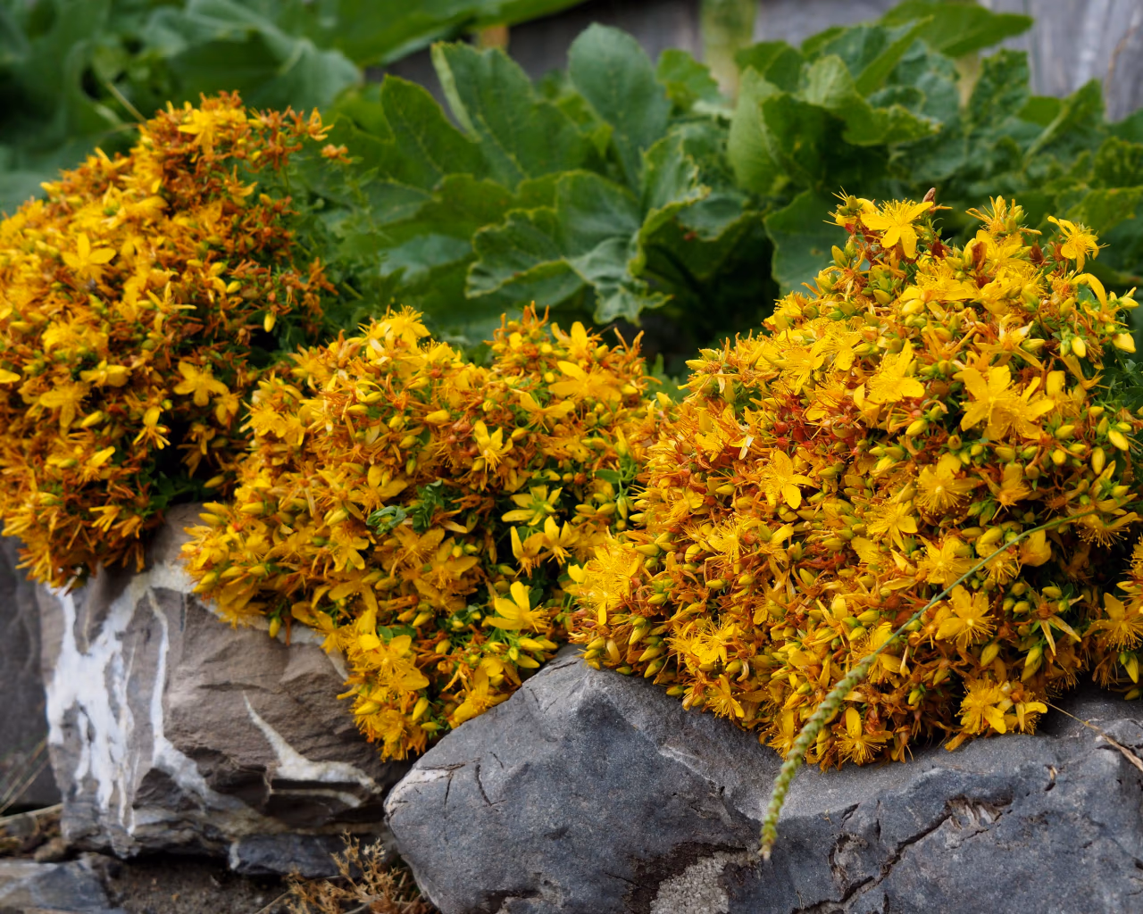 Wildflowers in High Scardus – Bright yellow wildflowers bloom in the alpine meadows of the High Scardus trail.