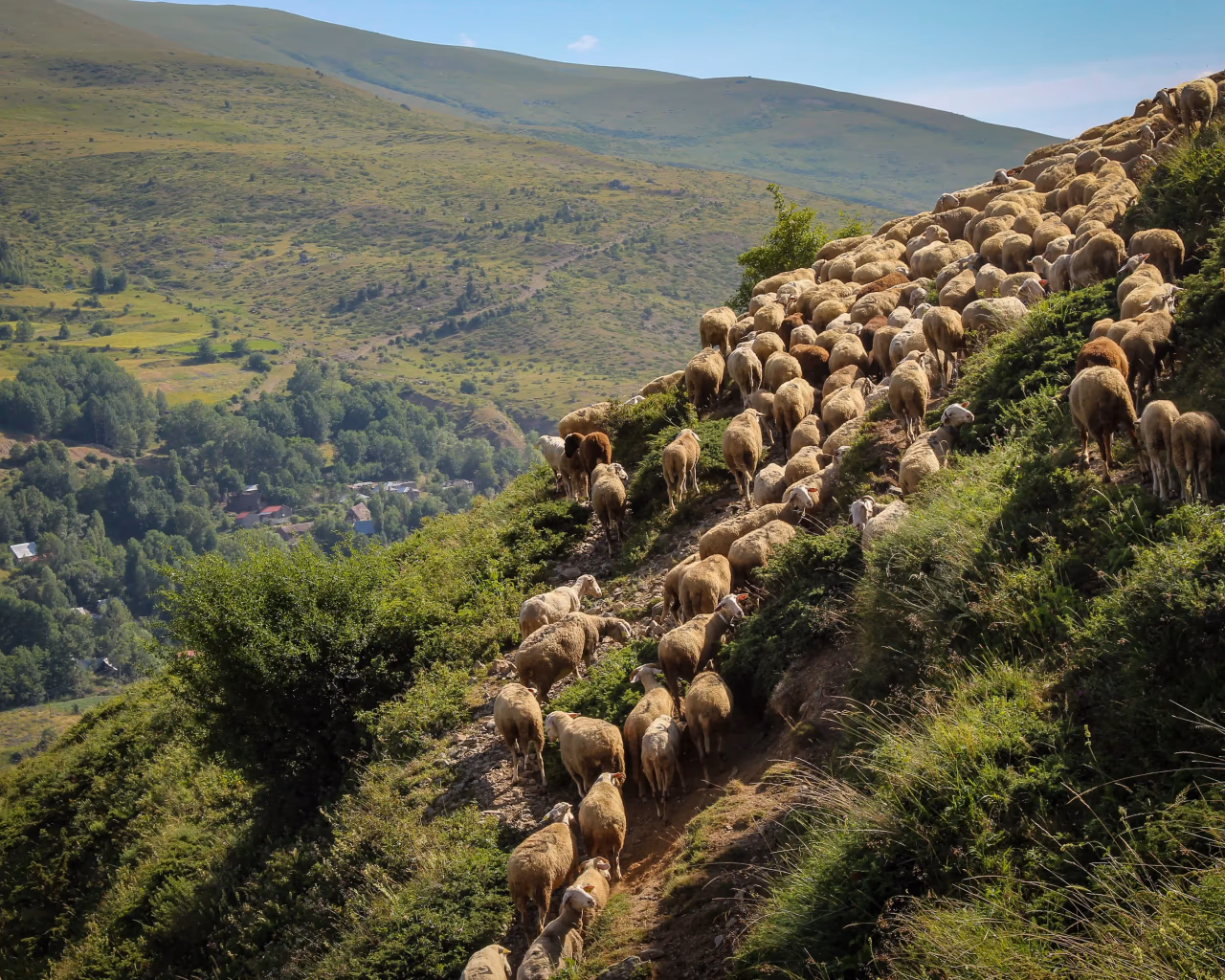 Sheep Herding, High Scardus – A large flock of sheep moves uphill on rugged slopes in the High Scardus region.