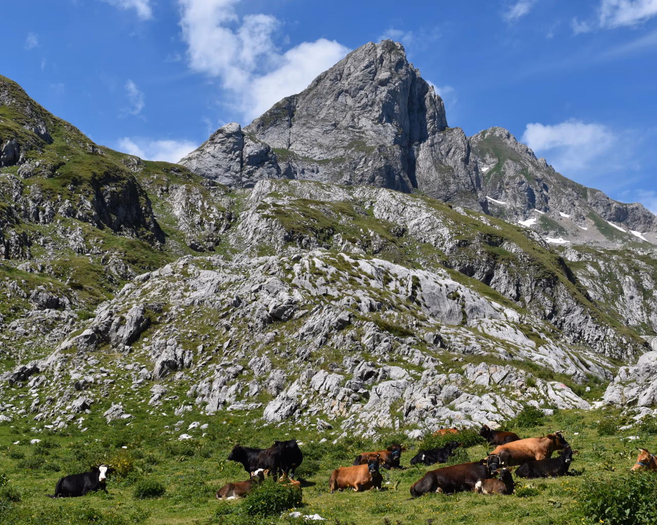 Cows rest on lush grass beneath jagged peaks in the High Scardus mountains.