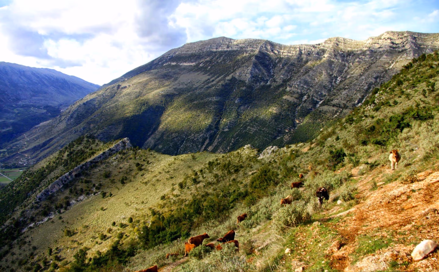 Cattle grazing on steep mountain slopes, with golden sunlight casting shadows across the ridges.