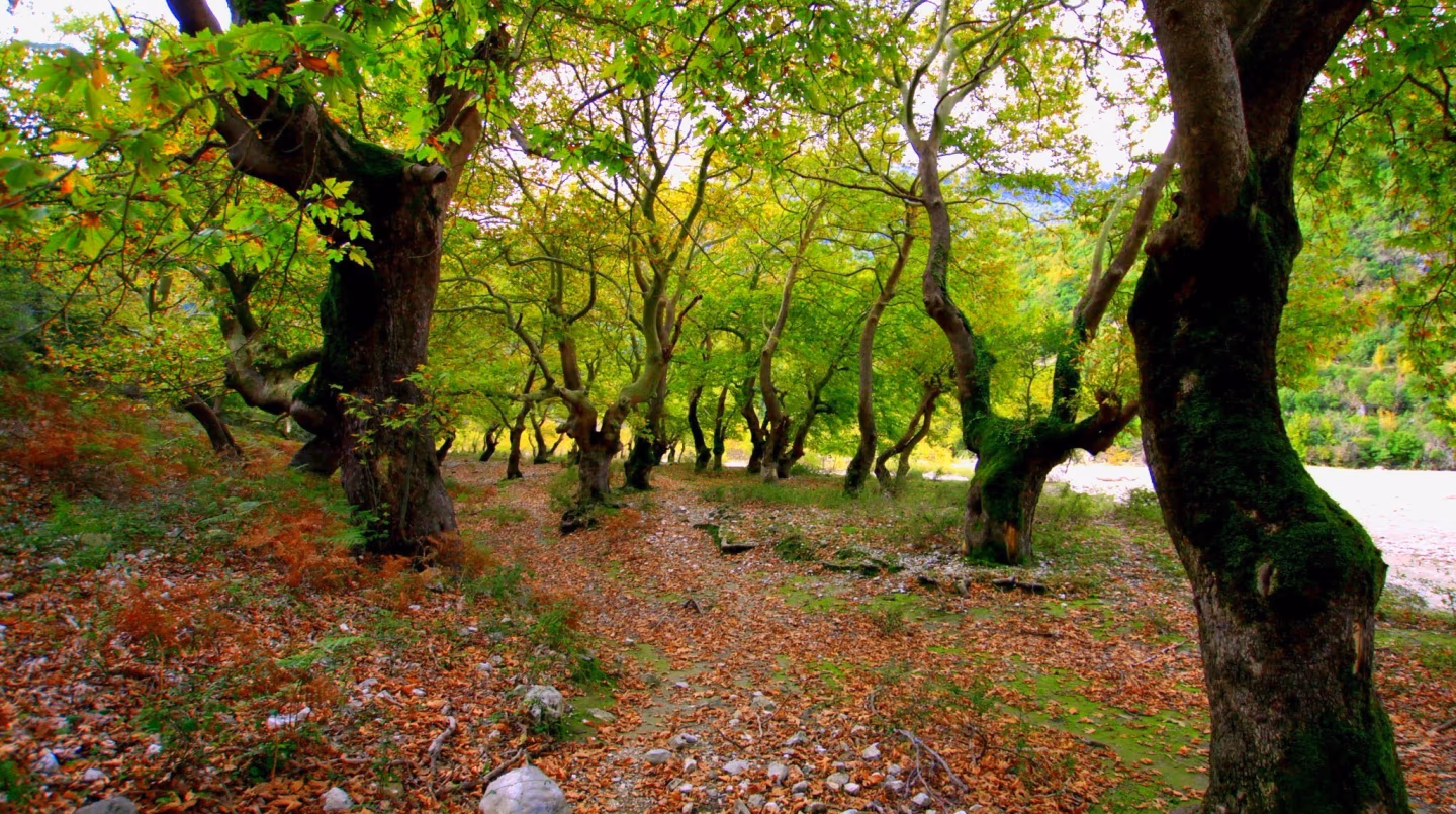 A grove of ancient trees with twisted trunks and vibrant green leaves, scattered autumn leaves covering the ground.