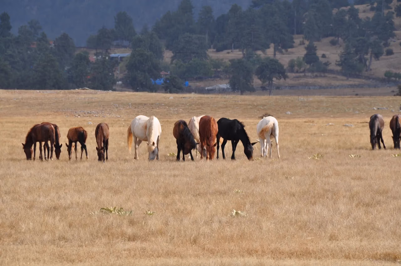 A group of horses in various colors graze on a golden field, hills and trees in the background on the St. Paul Trail.