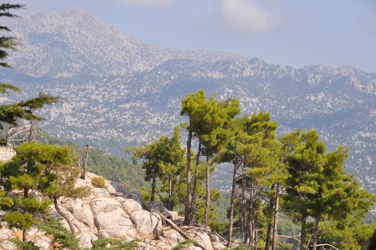 A dense pine forest stands against a rugged mountain backdrop on the St. Paul Trail.