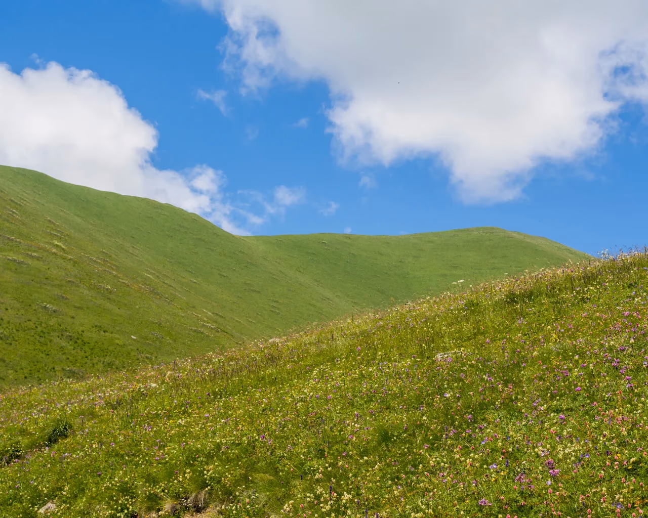 A green hill covered in wildflowers stretches under a bright blue sky, with fluffy white clouds in Svaneti, Georgia.