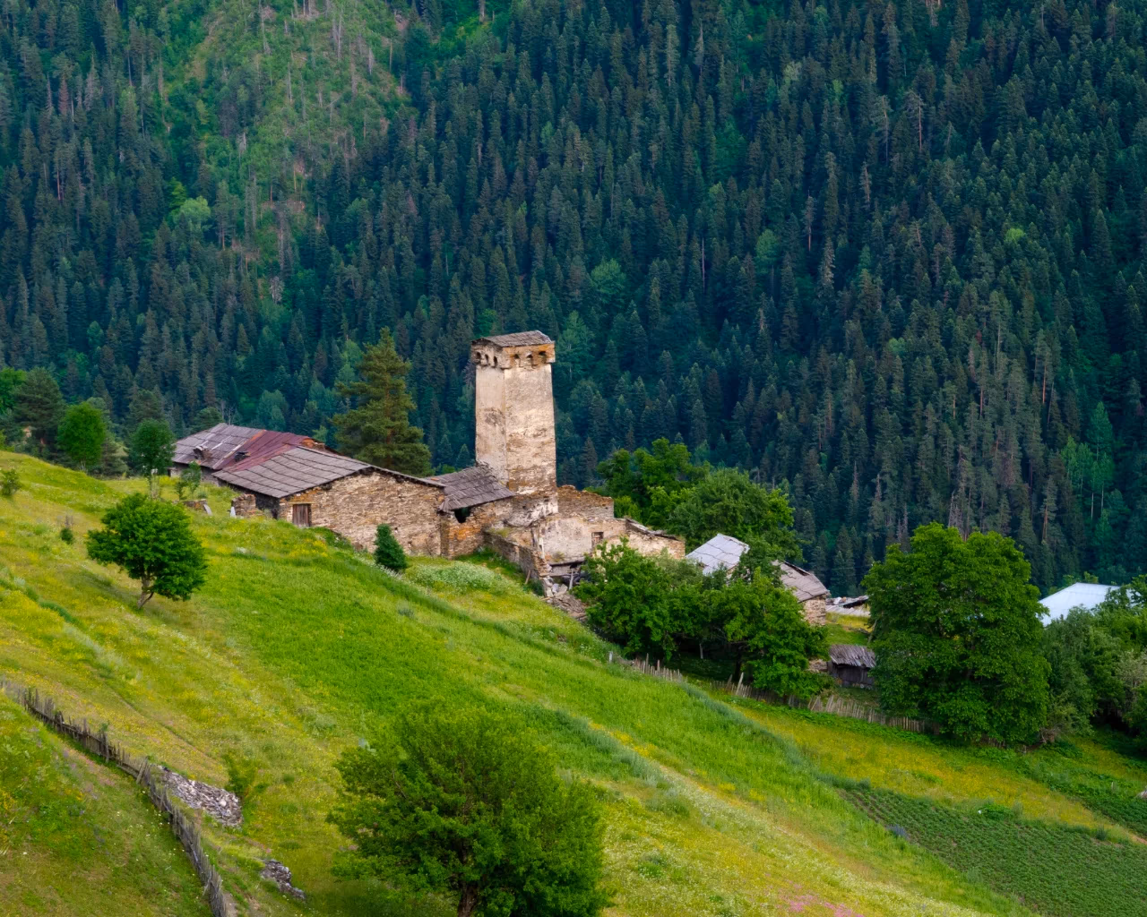 A solitary medieval tower stands on a grassy slope in Svaneti, Georgia, with a dense pine forest in the background.
