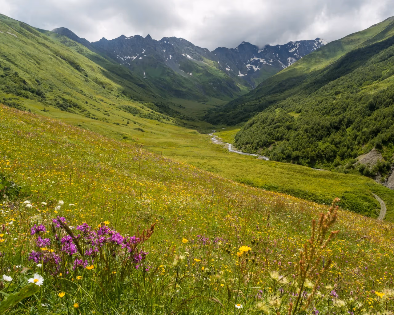 A vibrant alpine meadow with wildflowers stretches towards jagged mountain peaks in Svaneti, Georgia.