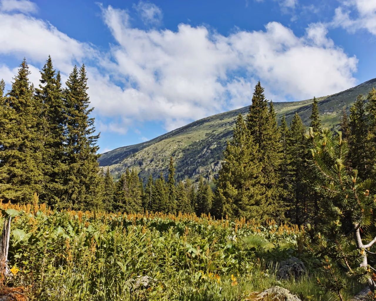 Dense evergreen forest covering the slopes of Rila Mountain, Bulgaria, under a bright blue sky.