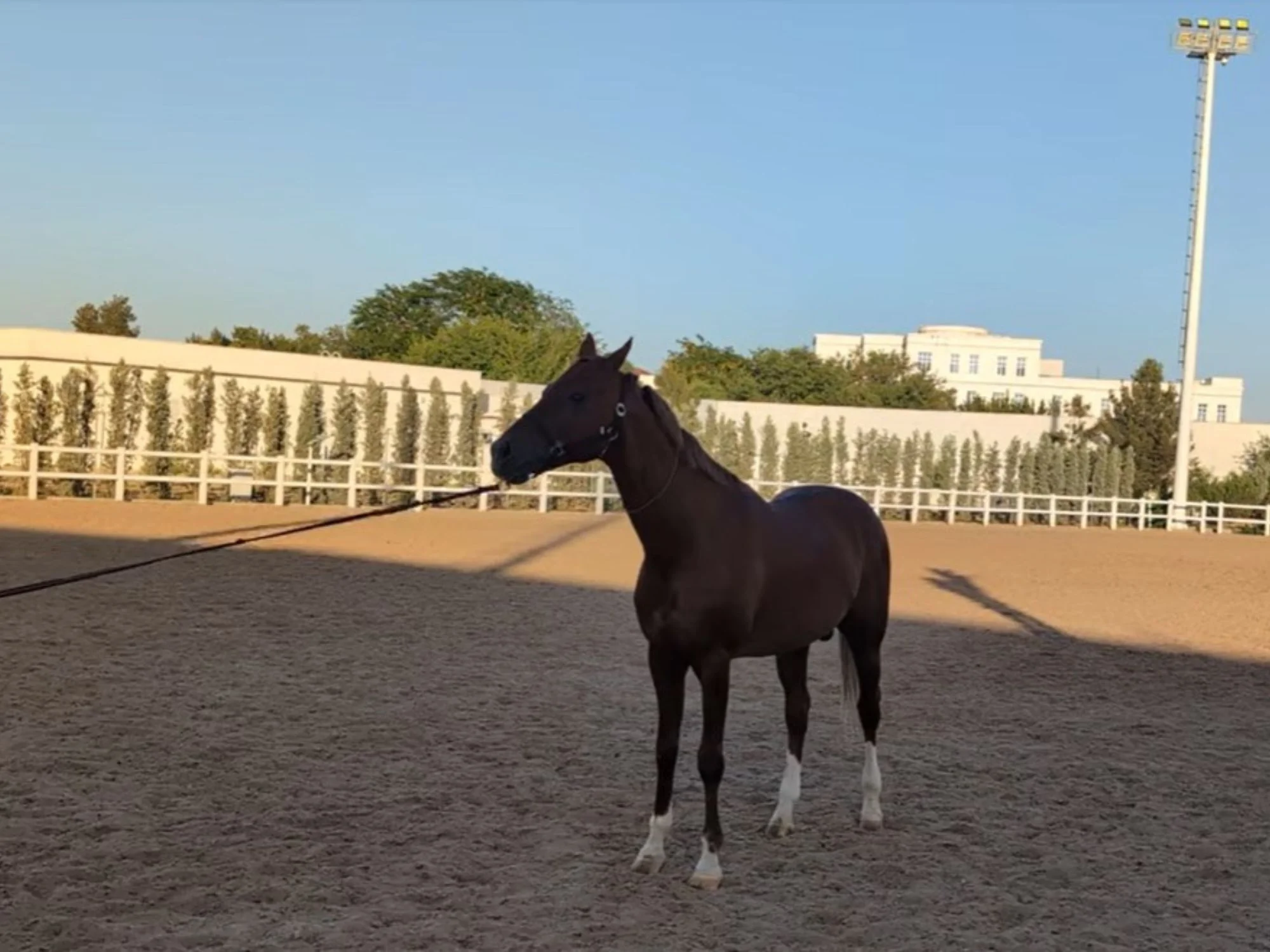 Dark bay Akhal-Teke horse on a long lunge line in a sand arena in Ashgabat, Turkmenistan