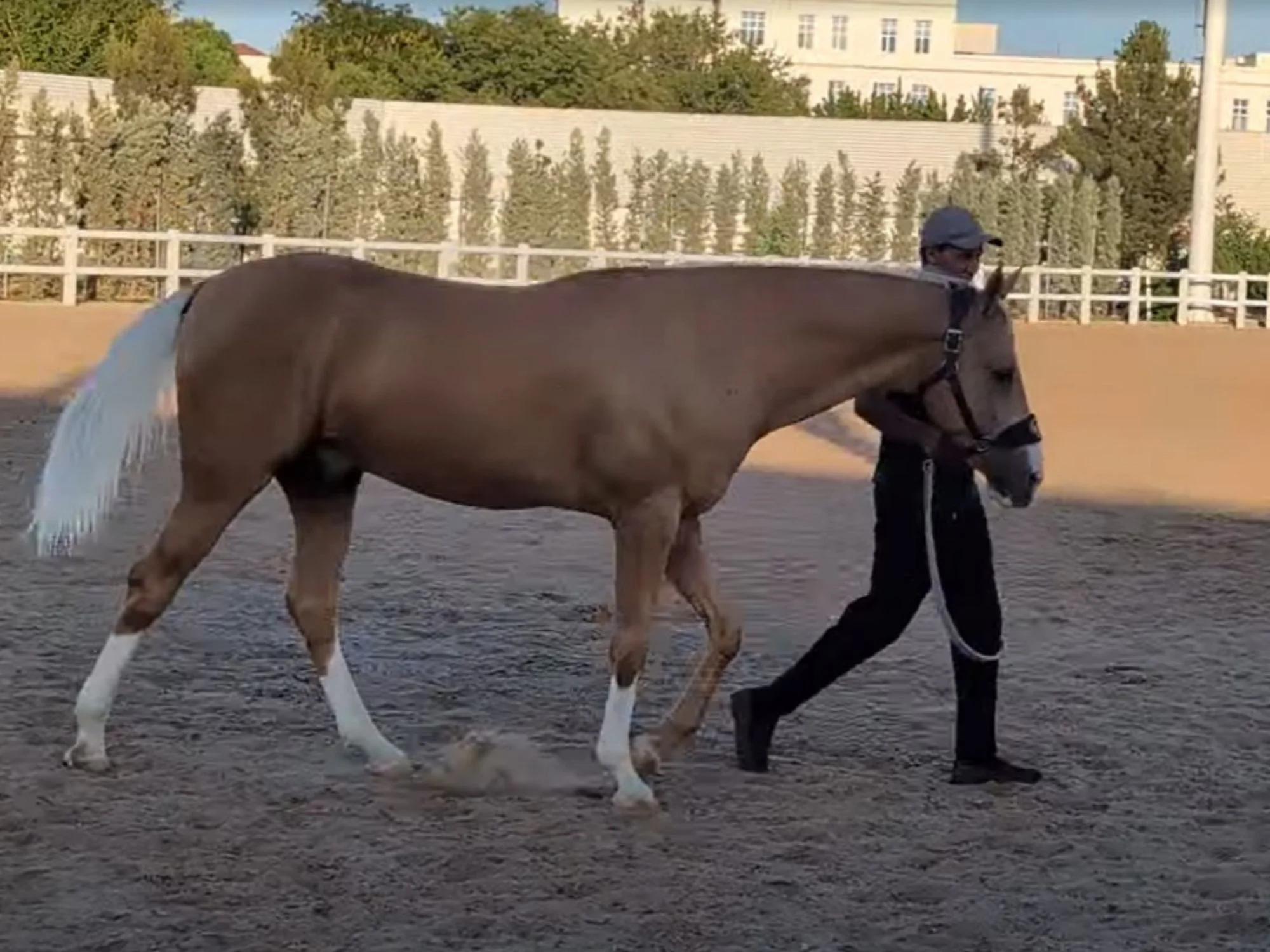 Handler leading a dun Akhal-Teke with pale mane and tail across the sand arena in Ashgabat