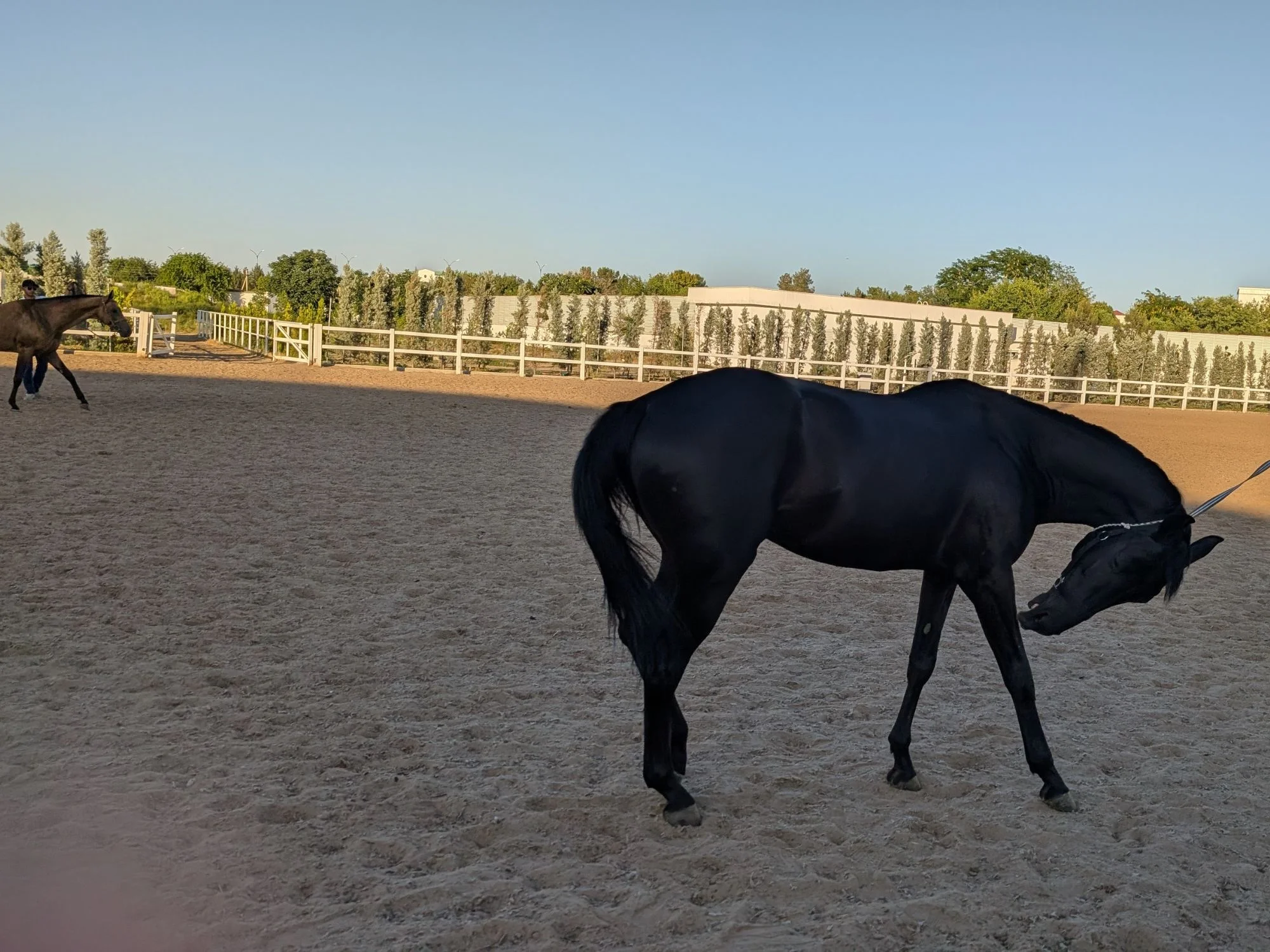 Black Akhal-Teke lowering its head beside its handler, with a second horse being led in the background