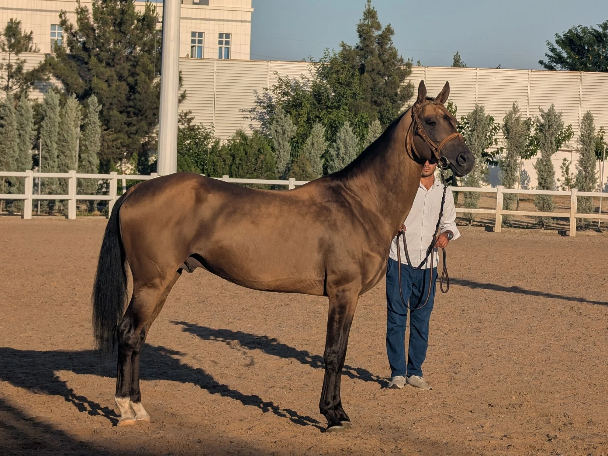 Golden-bay Akhal-Teke stallion standing in profile with its handler at an equestrian centre in Ashgabat, Turkmenistan