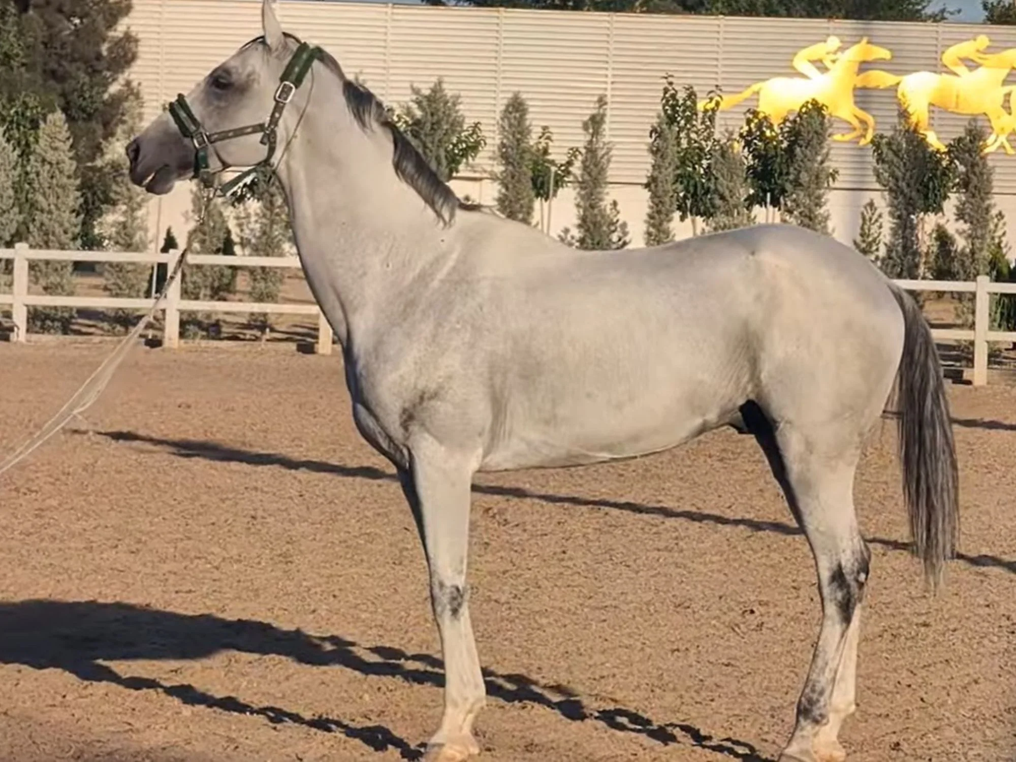 Grey Akhal-Teke horse standing on a lead rope beside golden horse sculptures at the Ashgabat hippodrome