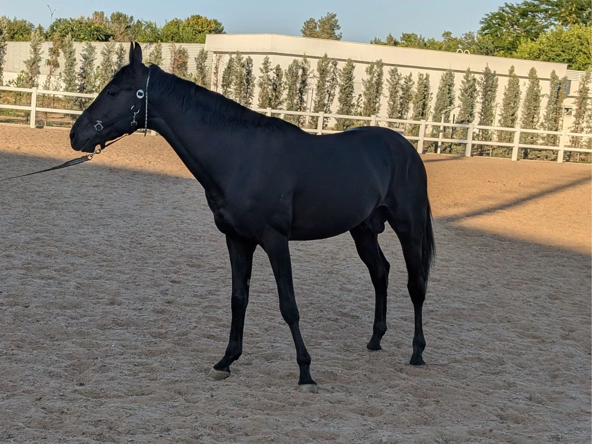 Black Akhal-Teke horse standing in profile on a lead rope in a sand arena, Ashgabat, Turkmenistan