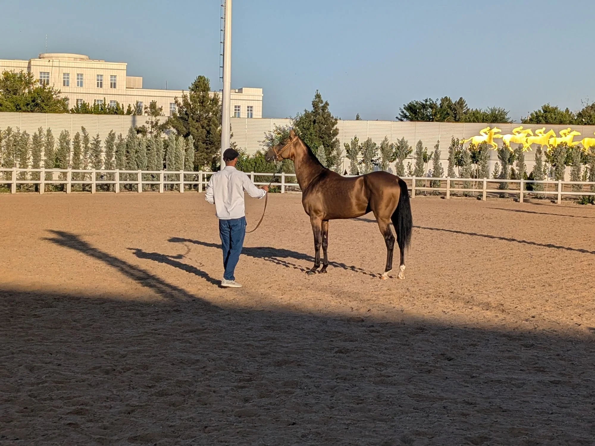 Buckskin Akhal-Teke stallion standing in the sand arena as its handler approaches on a lead rein, Ashgabat