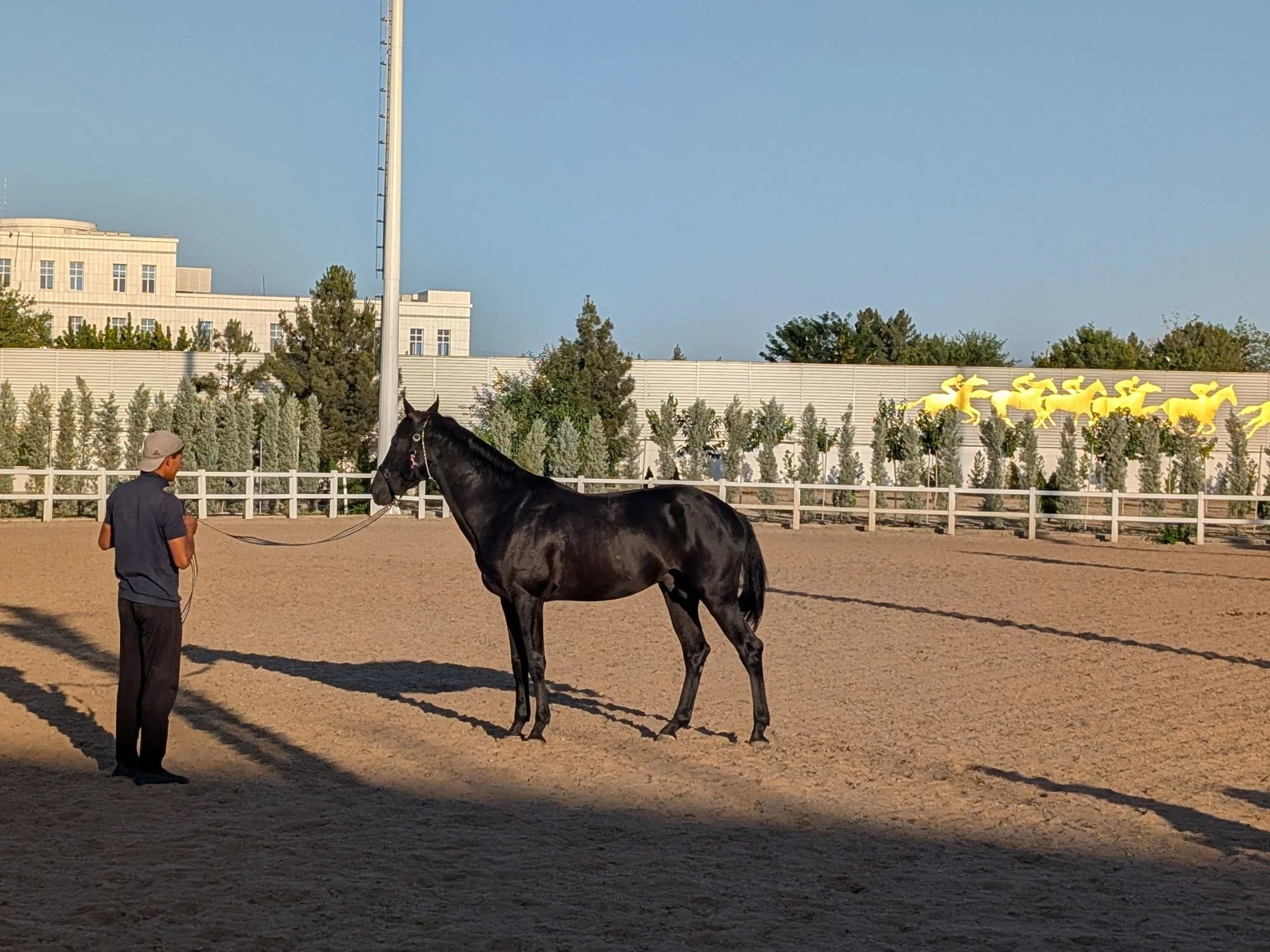 Handler working a black Akhal-Teke on a long line beside the golden horse frieze at the Ashgabat hippodrome