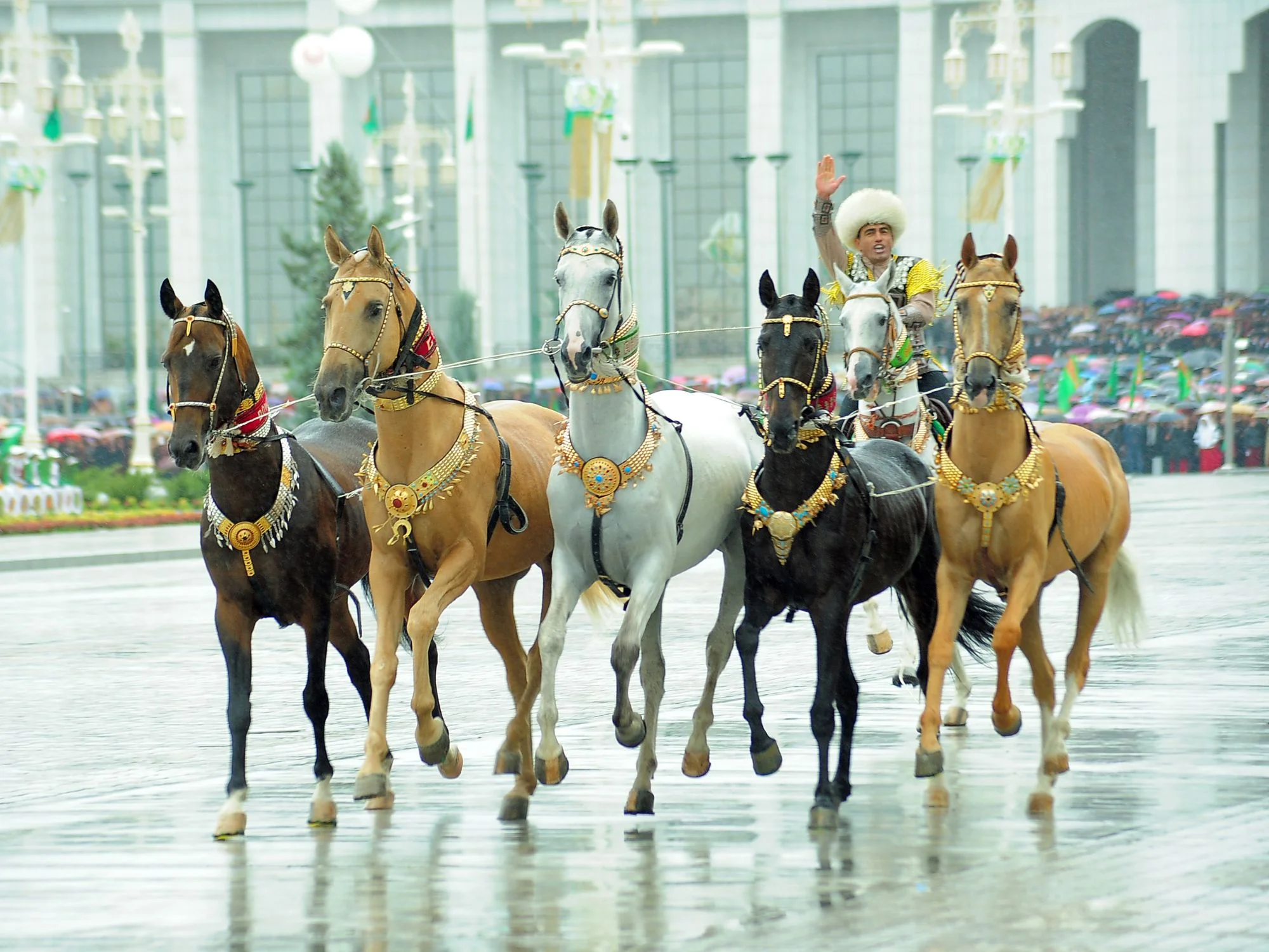 Rider guiding five decorated Akhal-Teke horses across a wet square in Ashgabat