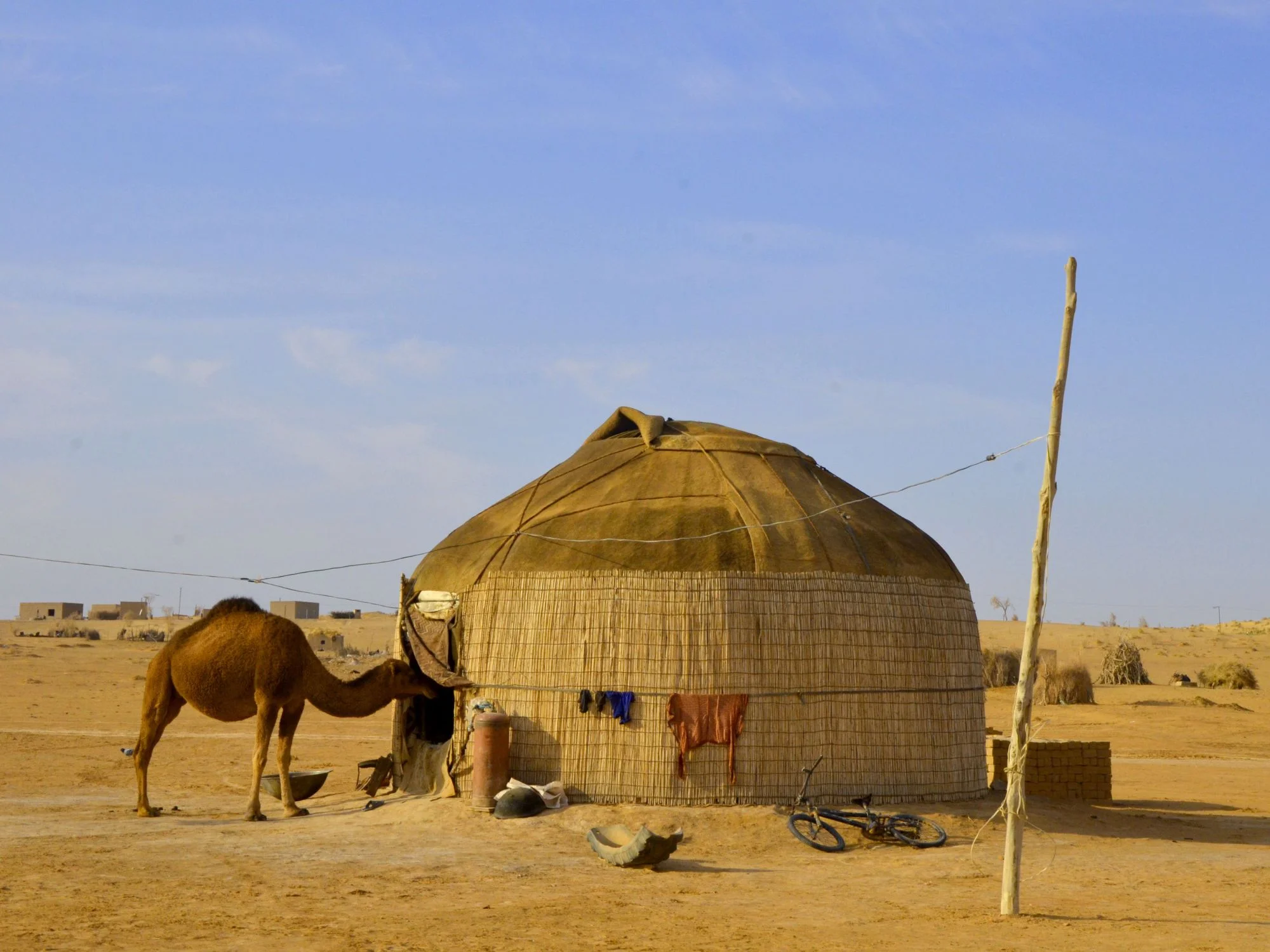 Camel standing at the doorway of a reed-walled yurt in the Karakum Desert