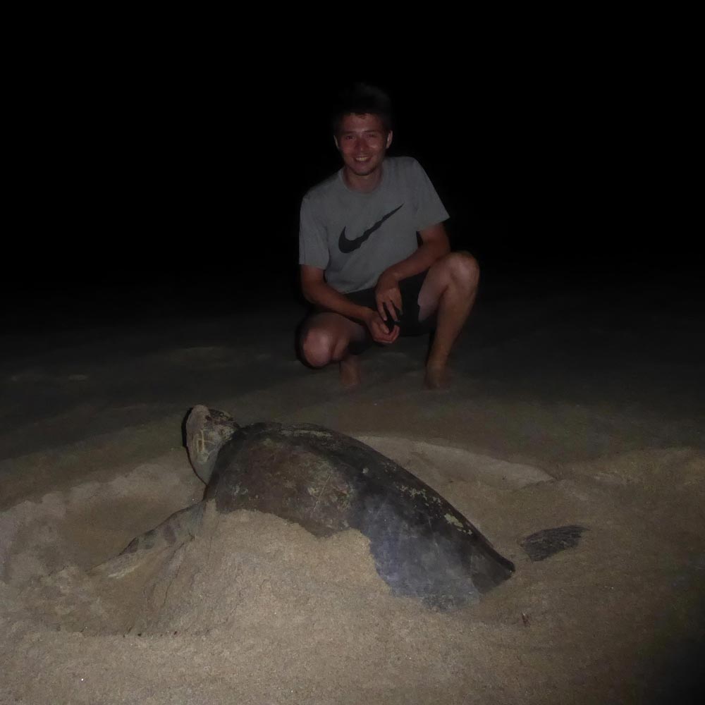 Homme et tortue dans le noir sur une plage