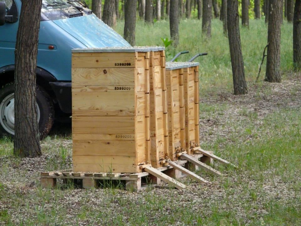 Attila első, 2013-as vándorlása, Karcagi Méz megindulása.