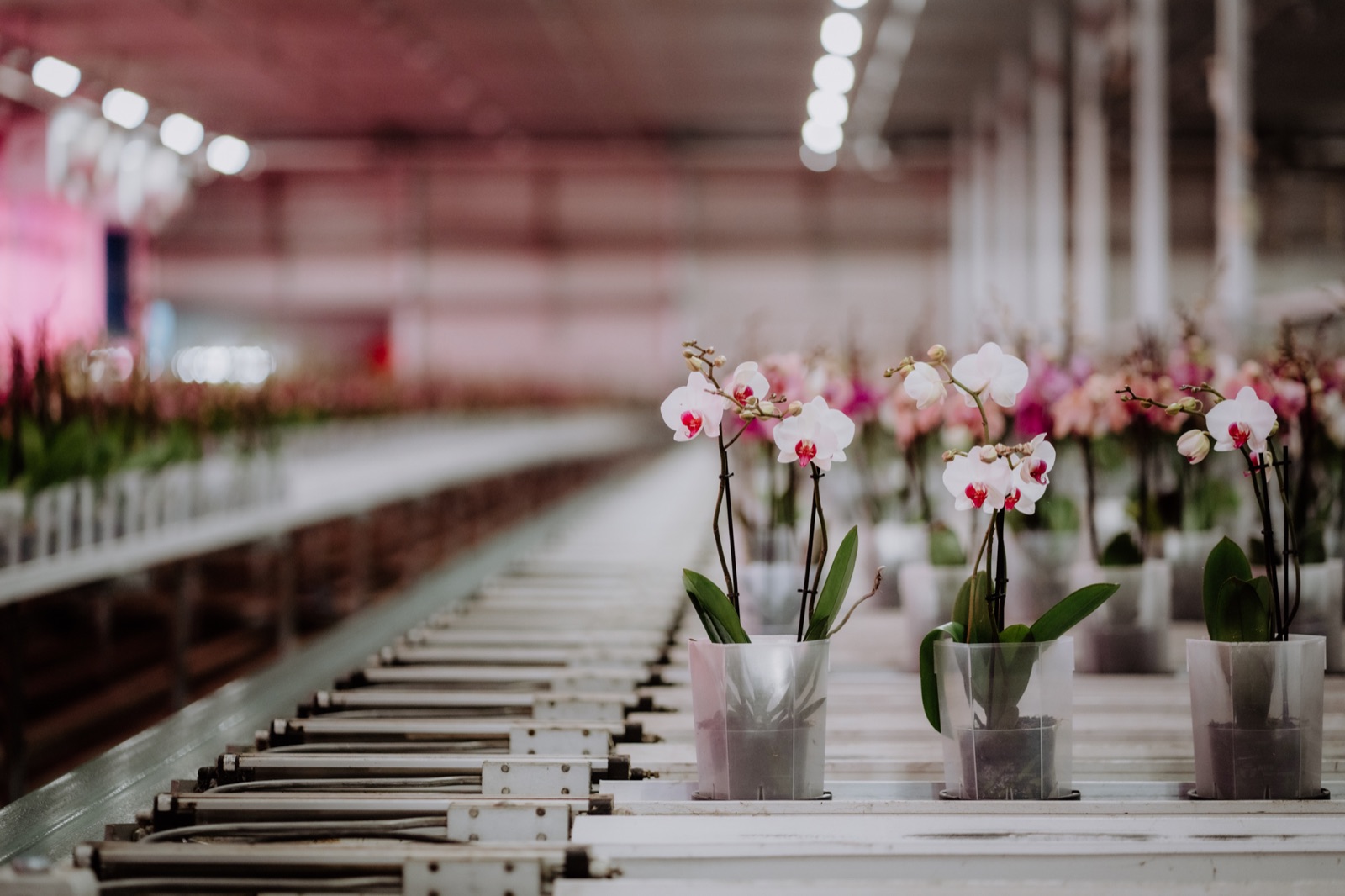 Orchideeën van CJ Orchids in de kwekerij