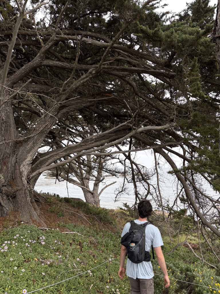 Man with black backpack walking on a green trail under large tree branches near a body of water.