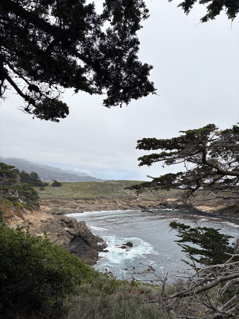 Rocky coastline with waves crashing in a small cove, framed by evergreen tree branches under a cloudy sky.