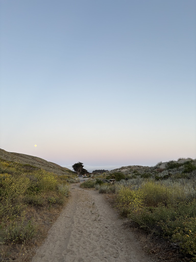 Sandy path through shrub-covered dunes with a clear sky and a visible moon at dusk.