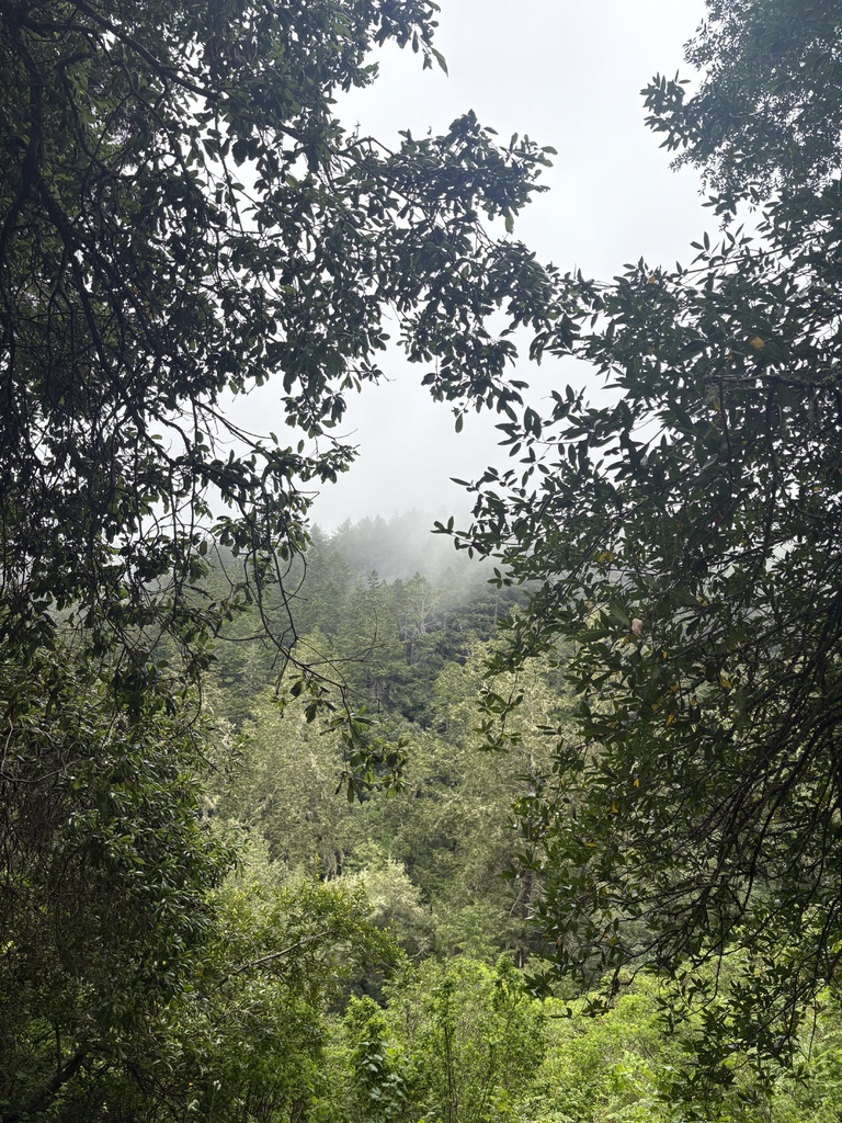 Lush green forest with dense trees and misty fog visible in the background.