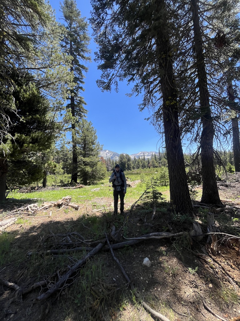 Hiker standing on a forest trail surrounded by tall pine trees with mountains visible under a clear blue sky.