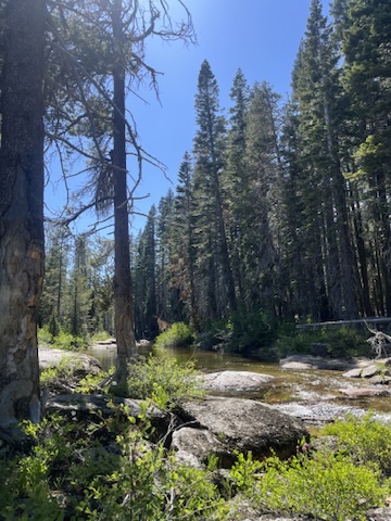 Sunlit forest scene with tall pine trees and a clear stream flowing over rocks.