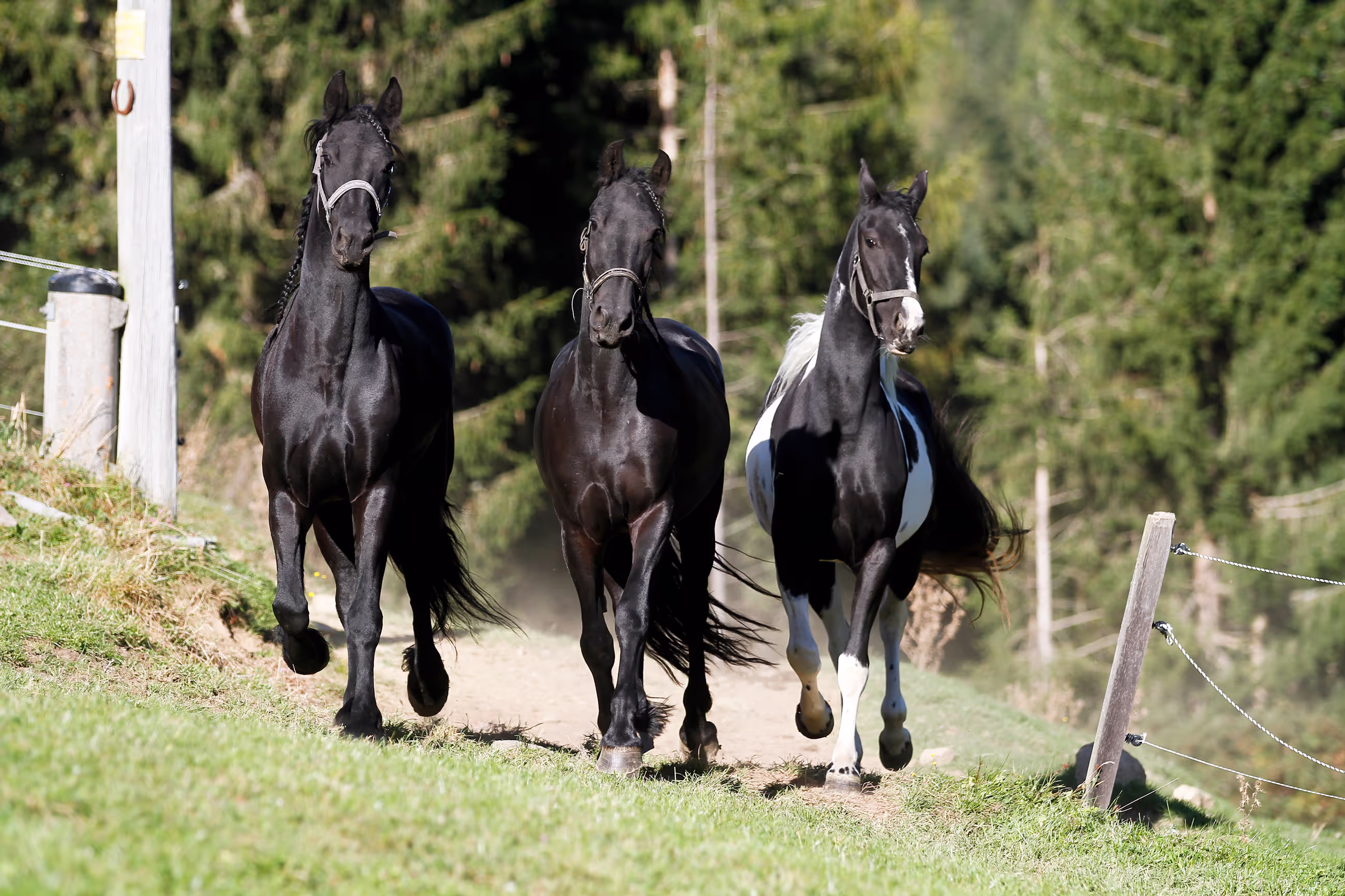 Drei Pferde, zwei schwarz und ein geschecktes, laufen auf einem grasbewachsenen Weg mit grünen Bäumen im Hintergrund.