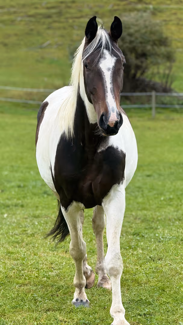 Verkaufspferd Raffaela von der Nockalm Österreichisches Warmblut, Stute