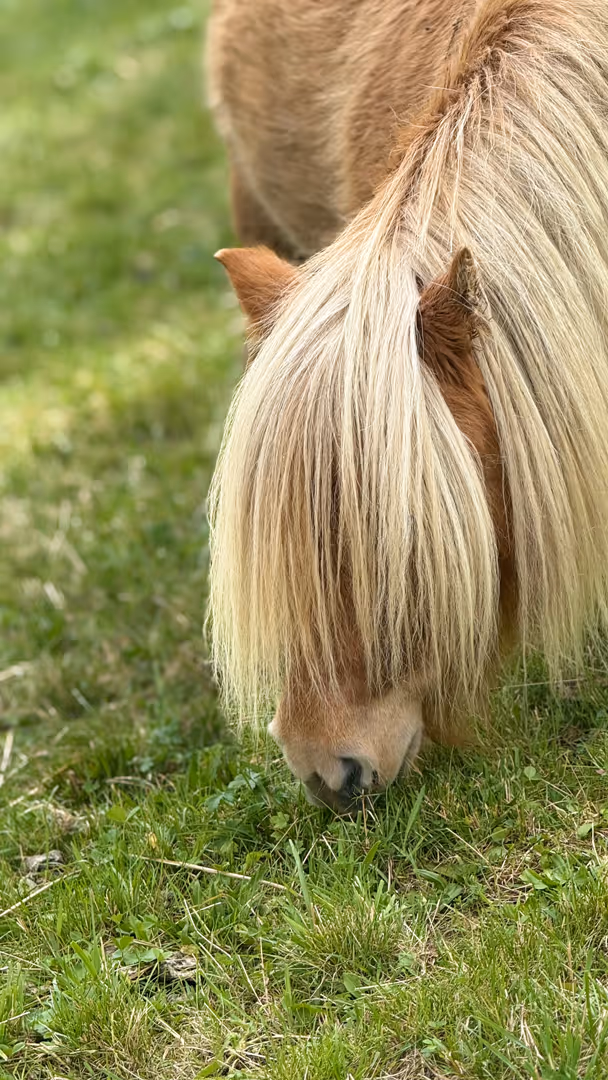Minipony Stute, Verkaufspony, Fuchs mit hellem Behang