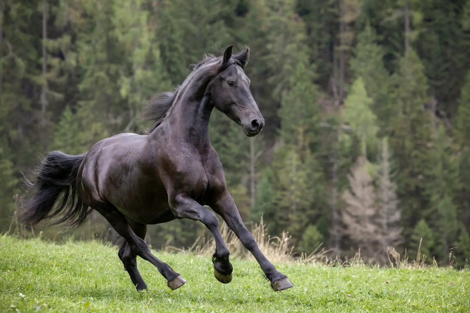 Schwarzes Pferd galoppiert auf grüner Wiese vor einem Wald aus Nadelbäumen.