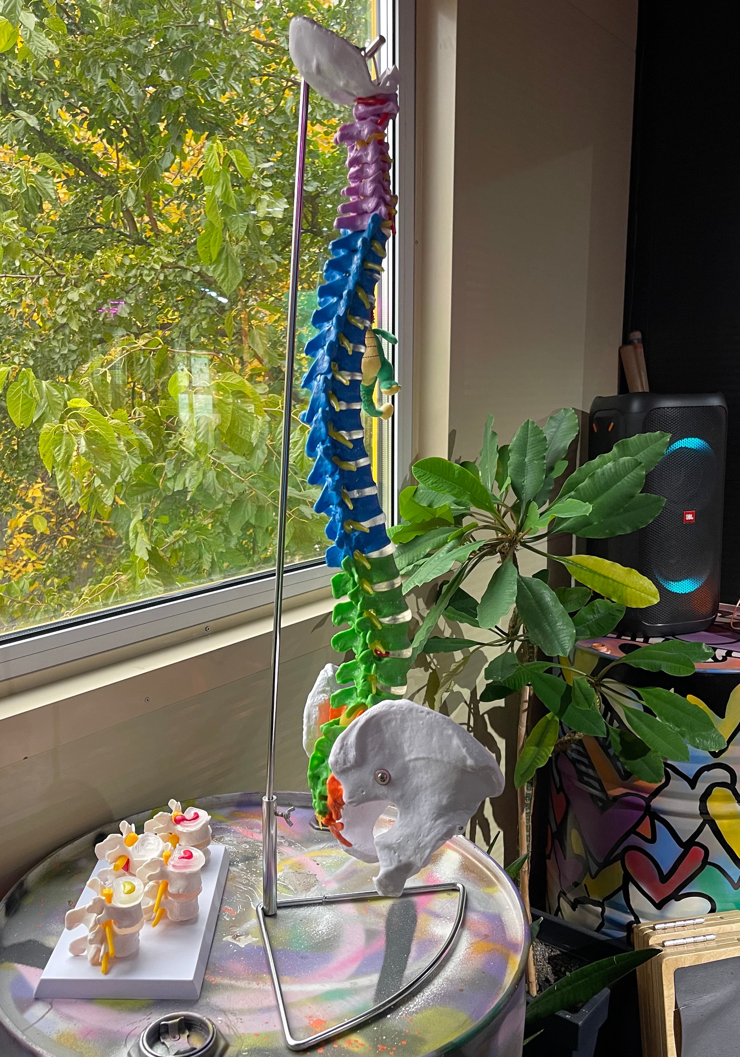 Анатомічна модель хребта в просторі Dzhevaha Gym — наочна демонстрація будови від шийного до поперекового відділу та крижів. Макет використовується для пояснення механіки руху, розподілу навантаження на міжхребцеві диски та відмінностей між статичним і динамічним стретчингом. Зображення доповнює матеріал на тему статичний vs динамічний стретчинг для спини при сидячій роботі: розуміння анатомії дозволяє обрати безпечну амплітуду, правильно поєднати розслаблення перевантажених структур зі зміцненням стабілізаторів та зменшити ризик перевантаження попереку.