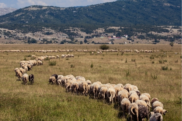 Flock of sheep walking in a field symbolizing herding bias in trading