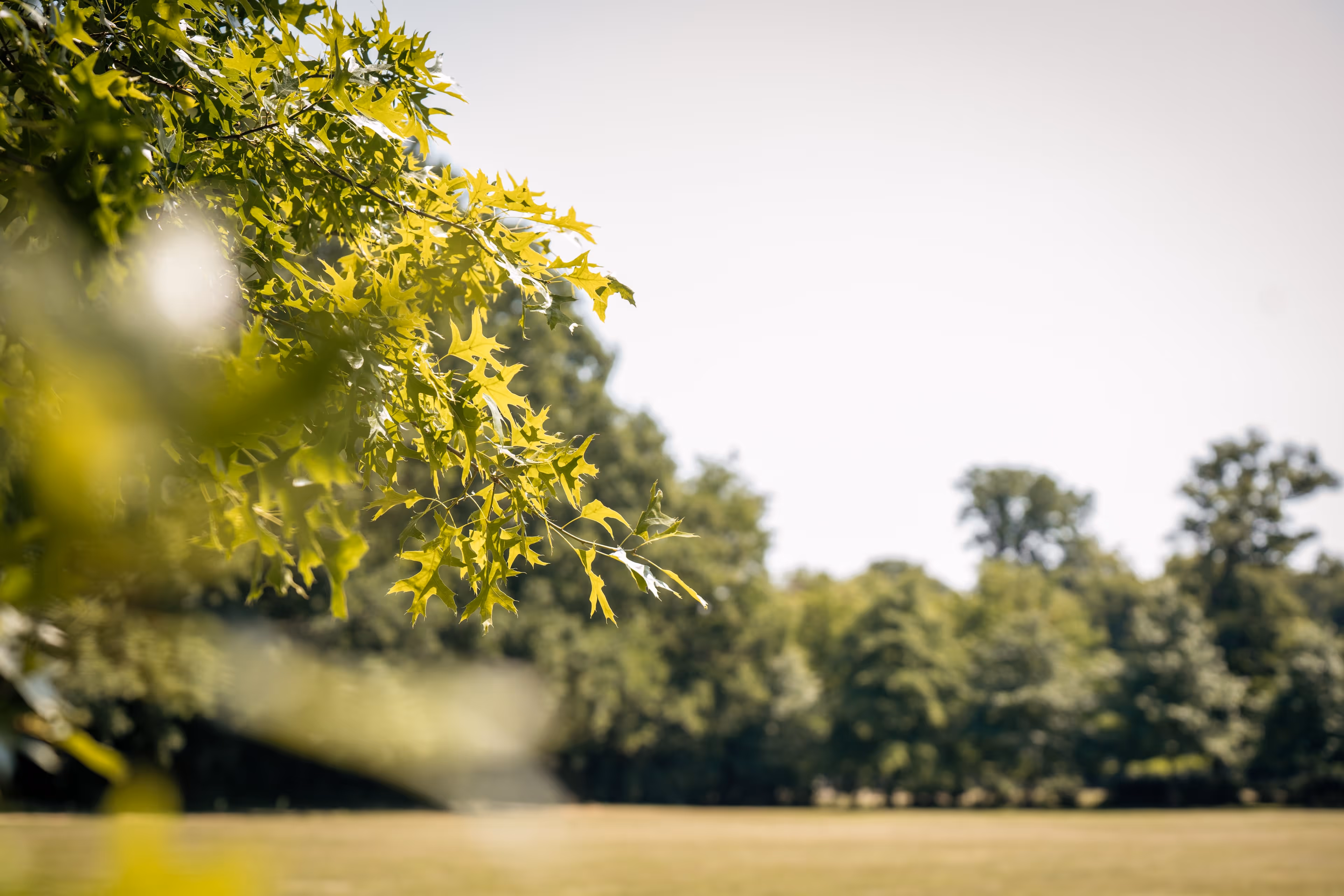 Jardin vert.
