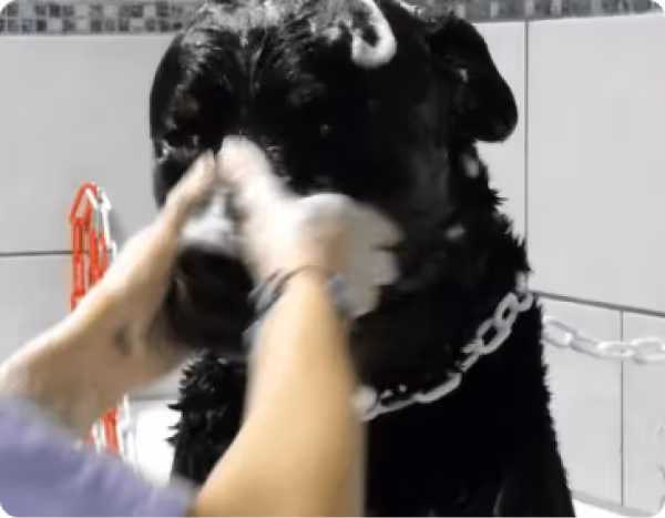 Toilettage pour chiens et chats