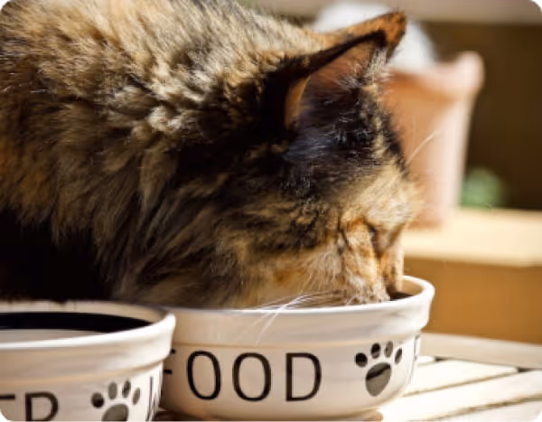 Alimentation pour chiens et chats