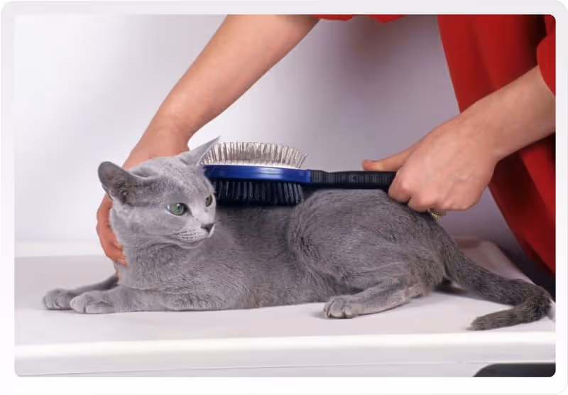 Profitez de notre service de toilettage pour chats et chiens