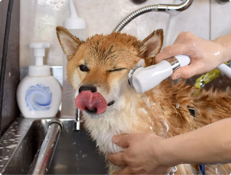 Gwendog, salon de toilettage