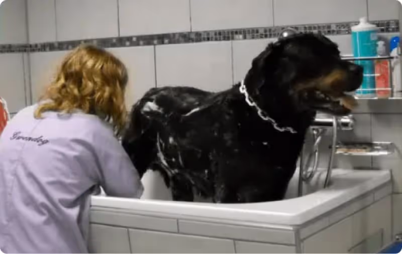 Découvrez les services proposés par votre toiletteur Gwendog
