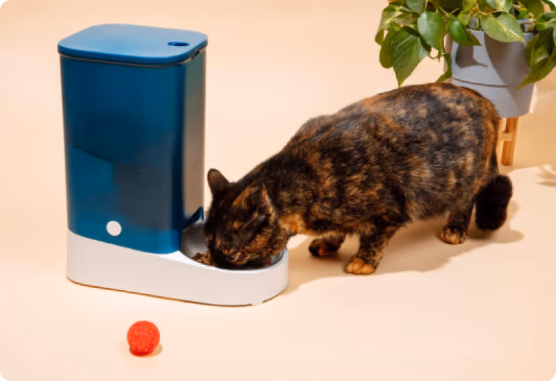 Alimentation pour chiens et chats avec Gwendog