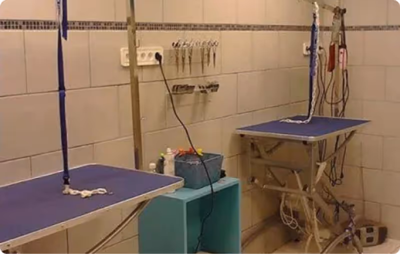 Contactez Gwendog, toiletteur pour chiens et chats à Montmartre