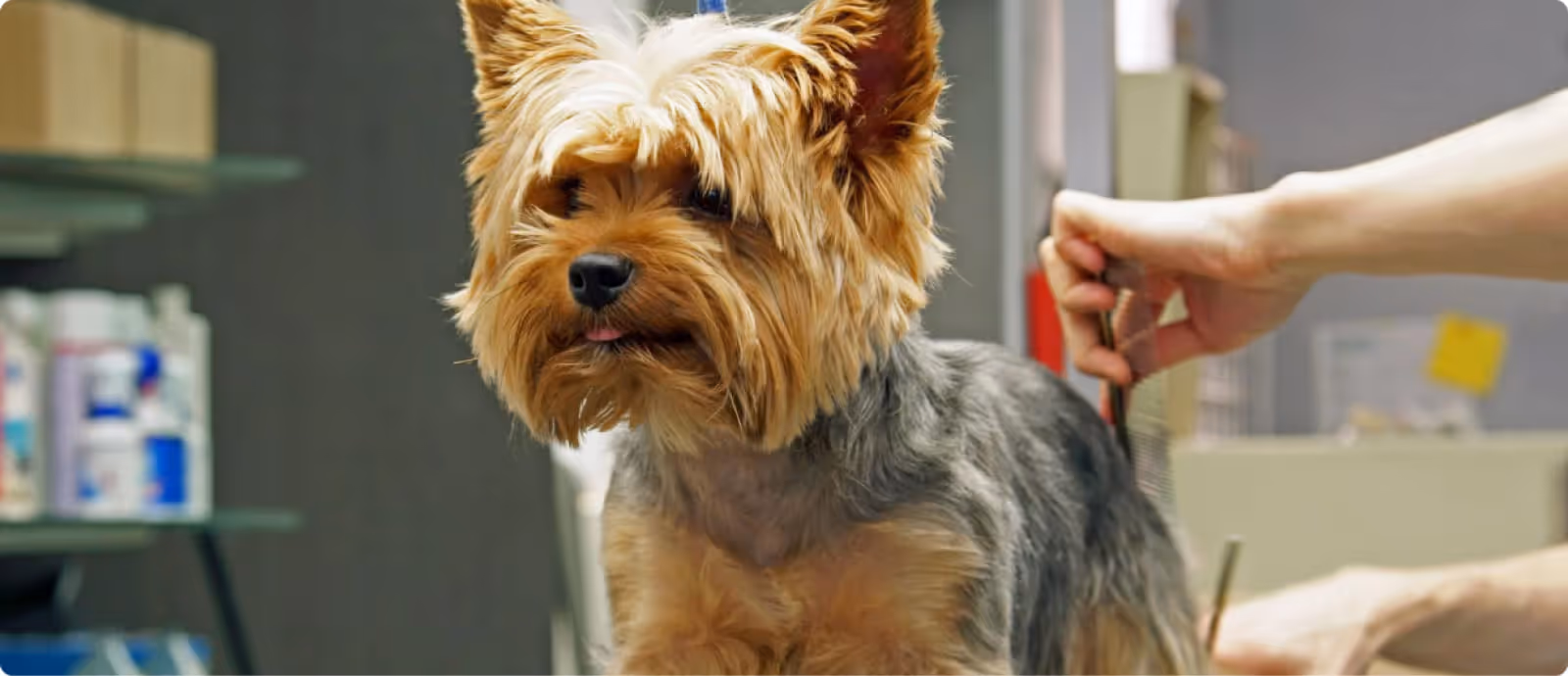 Accessoires pour chiens et chats