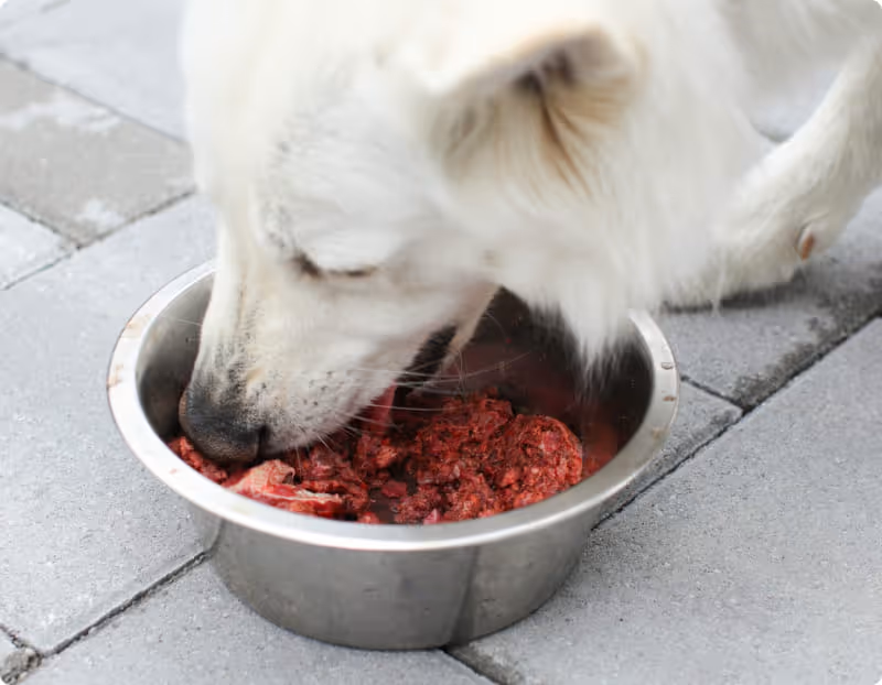 Alimentation crue pour chien : tous les avantages et comment bien s'y prendre