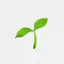 Young green sprout with two leaves on a white background.