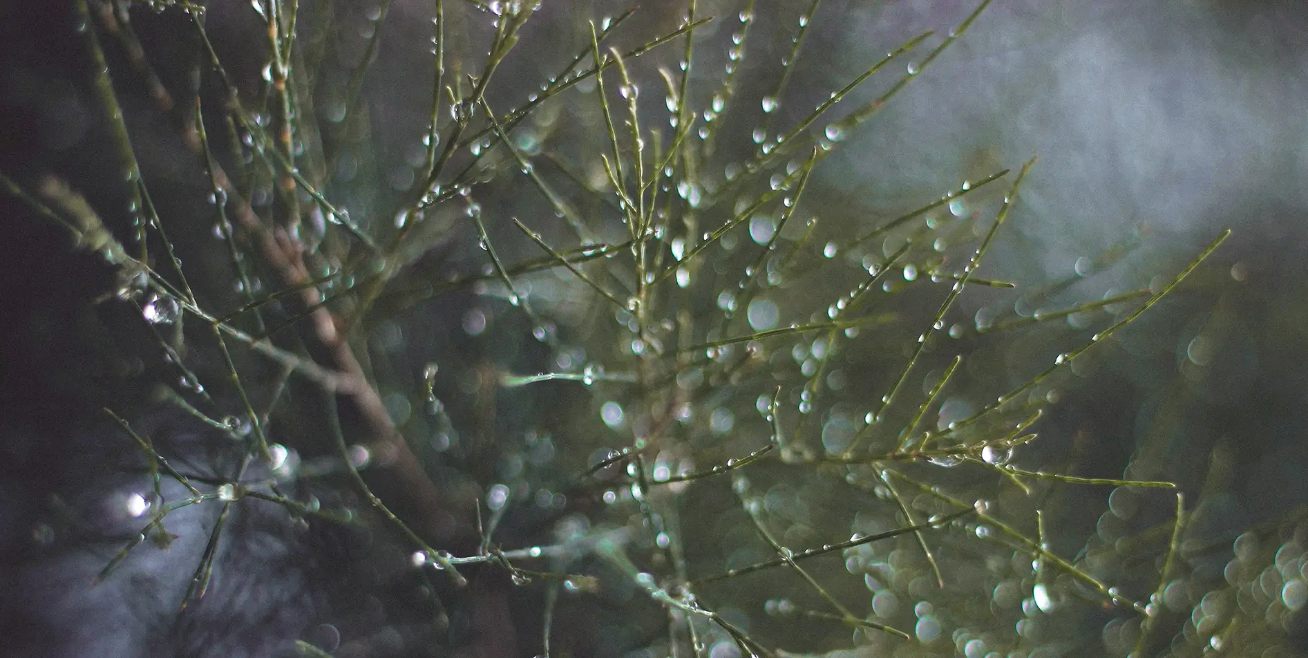 Tree branches with dew drops in the Swiss alpine nature, SNUUG eco-responsible stay experience.