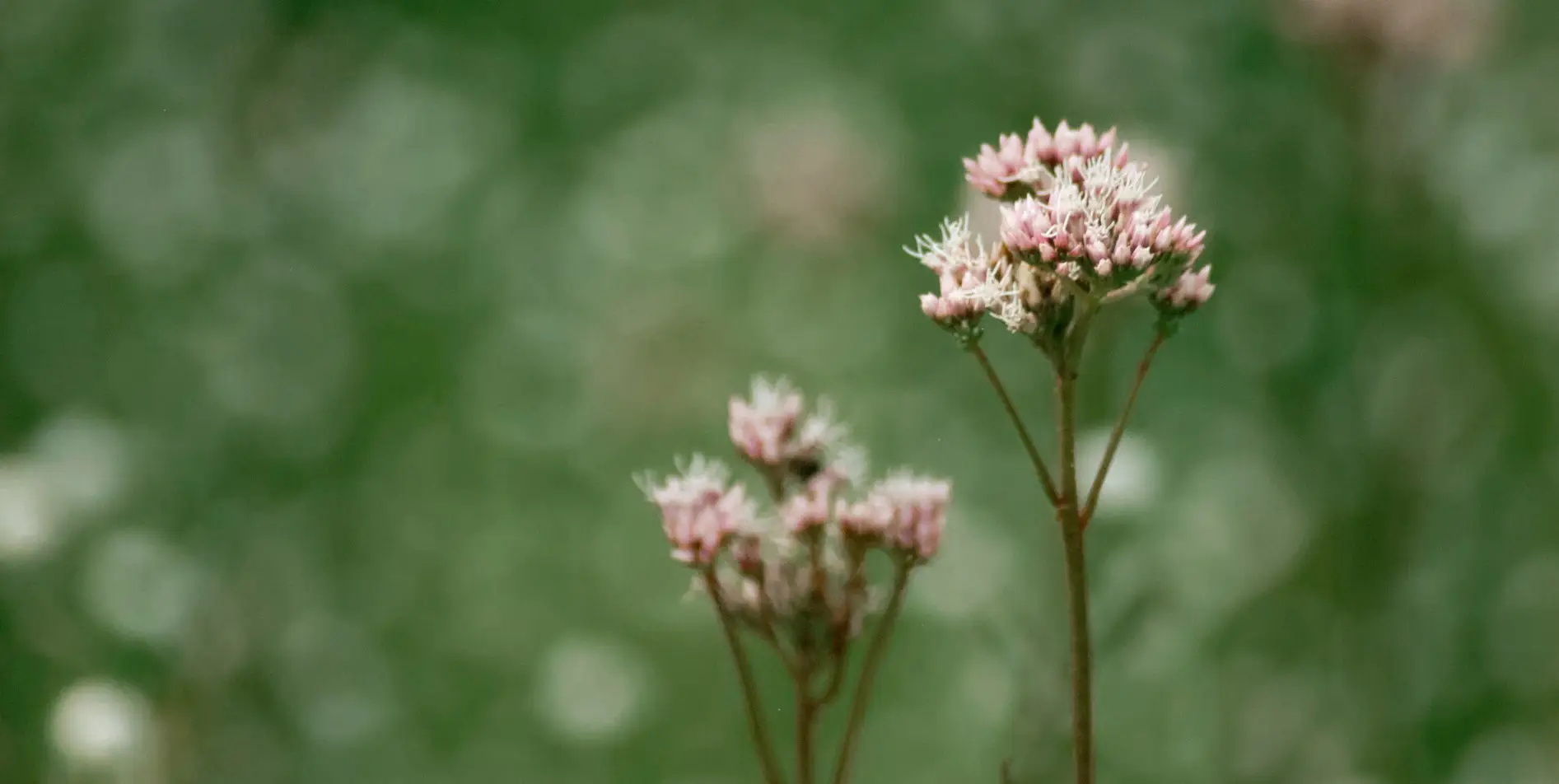 Local wildflowers in the heart of the Swiss mountains, detailing the nature experience offered by SNUUG.