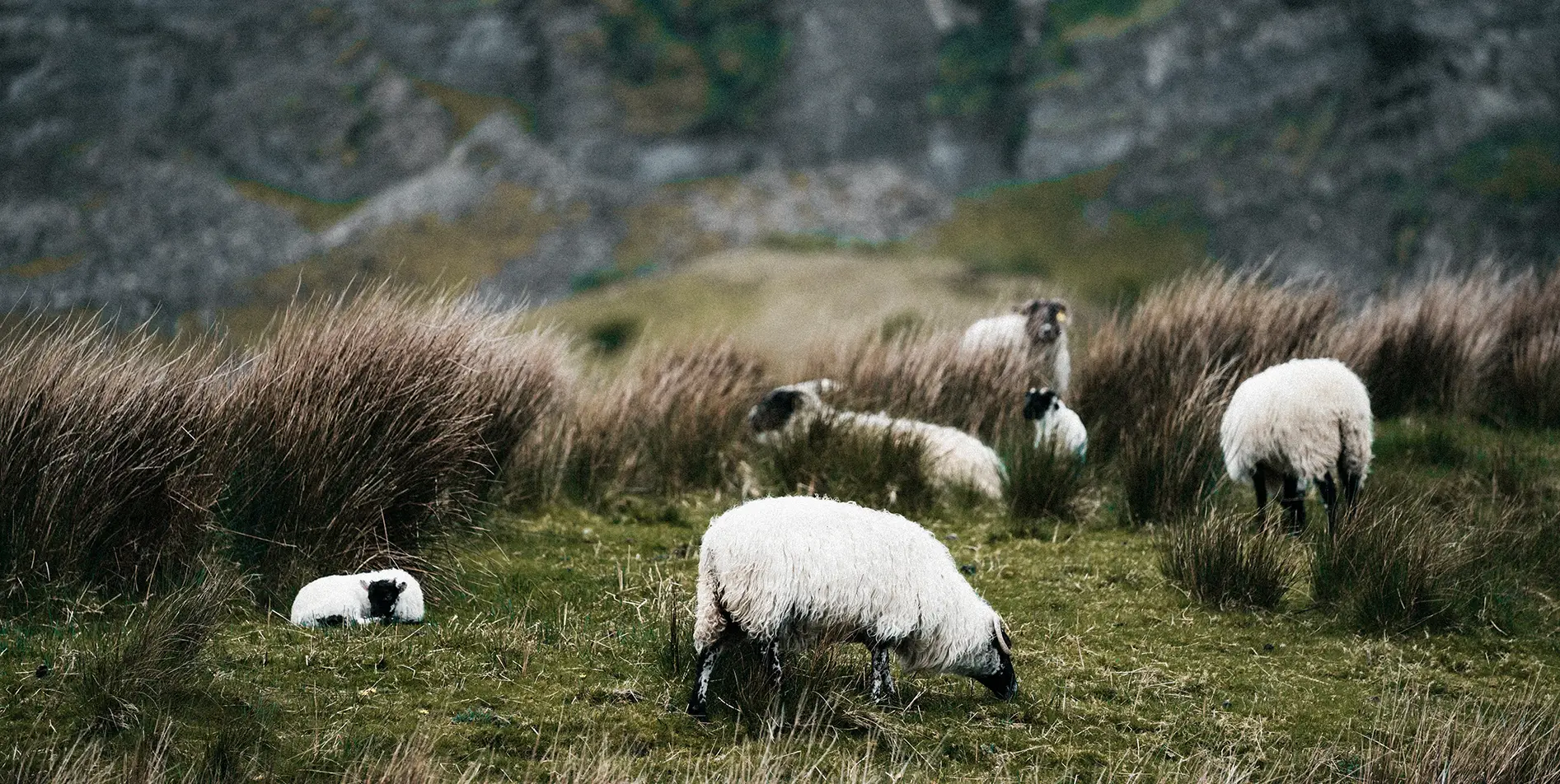 Peaceful flock of sheep in the Swiss alpine pastures, illustrating the biodiversity preserved by SNUUG.